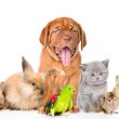 Owning a Pet Can Improve Your Health