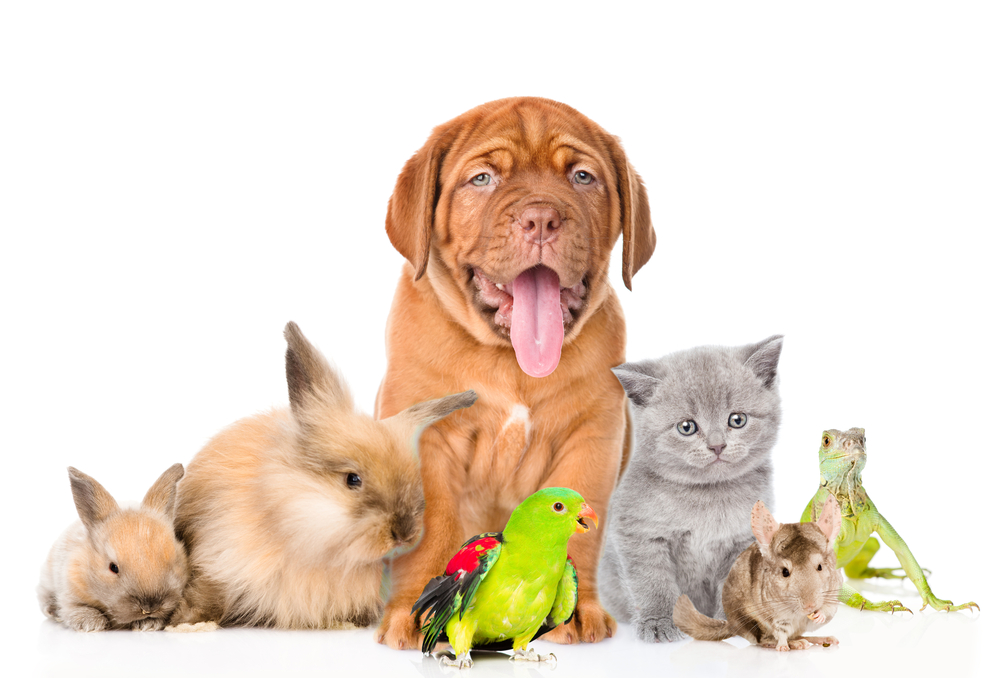 Owning a Pet Can Improve Your Health