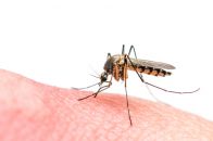 Zika Frequently Asked Questions and Answers