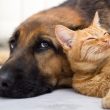 Learn How To Perform CPR On Your Dog Or Cat