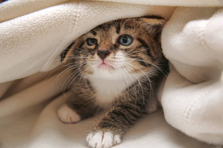 Do Weighted Blankets Work? Weighted Blanket Therapy